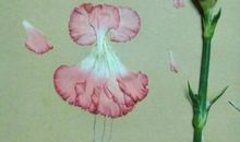 幸福如花瓣撒落_800字