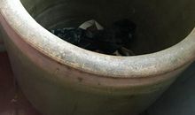 碍眼的大水缸_750字