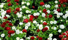 花，下了夏天_900字