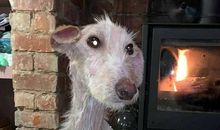 小狗露馅了_800字