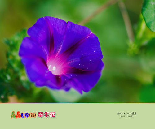 最后一个早晨的荣耀花_1500字