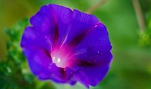 最后一朵牵牛花_1500字