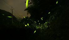 萤火虫自传_100字