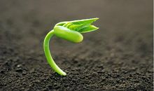 我学会了坚强1_600字