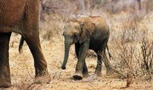 动物，朋友——读《小象巴比的故事》有感_900字