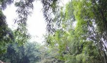 游杜甫草堂_500字