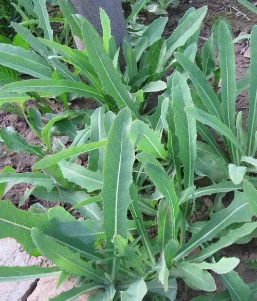 “苦蔬菜花”术后春天_650字