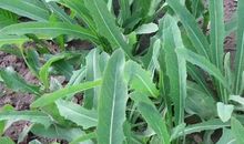 “苦菜花”的春天观后感_650字