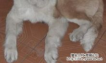 观《流浪狗之家》有感_800字