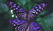 那时蝴蝶飞_1000字