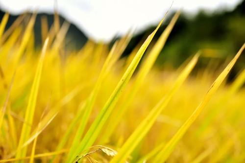 栀子花季节_350字
