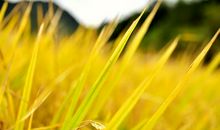 栀子花开的季节_350字