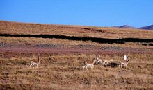 观可可西里_1200字