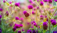 [十二星座]与天蝎座朋友在清秋里安暖相伴_1500字