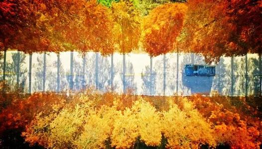 [秋季童话] 9月山菊花_1500字