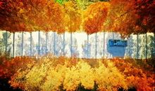 [秋天的童话]九月的山菊花_1500字