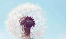 【幸福不远】蒲公英的幸福_650字