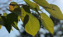 [秋天的童话]那落叶中的一丝点缀_550字