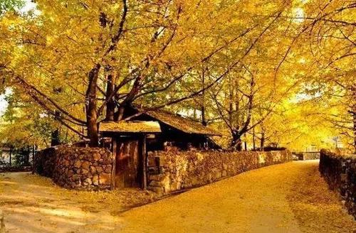 [秋季童话]美丽的秋天_1200字