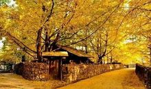 [秋天的童话]美丽的秋天_1200字