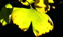 [秋天的童话]寻找秋天的足迹_800字