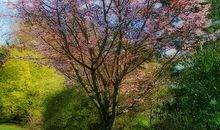 春天的色彩_550字