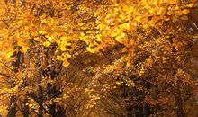 [秋天的童话]秋日. 乡村.童话_1200字