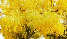 [秋天的童话] 落叶，那种美丽_650字