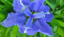 观《马兰花》有感_350字