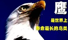 蜕变之痛_1000字