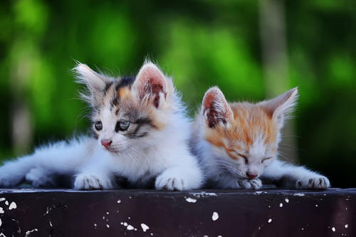可爱的小瓷猫_500字