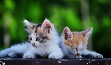 可爱的小瓷猫_500字