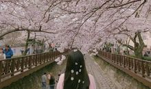 那个约定，那棵树下_650字