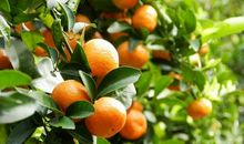 一个特别的新伙伴_1500字