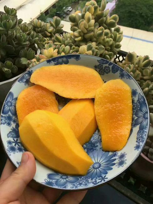 Mango Township_700字