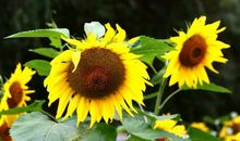 《太阳花儿开》——观后感_900字