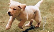 观《导盲犬小Q》有感_1200字