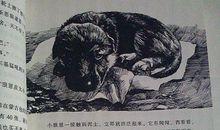 《狼图腾小狼小狼》读后感_400字