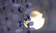 风中的思念_600字