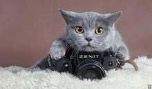 雨儿的两只骆驼_550字