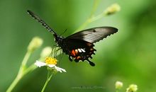 我是一只小蝴蝶_400字