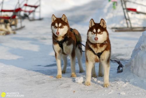 人们的爱情 - 查看“南极冒险”_1000字