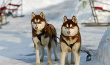 人狗之情-观《南极大冒险》有感_1000字