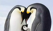 观《帝企鹅日记》有感_600字