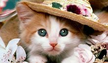 初三说明文：三只可爱的小猫_800字