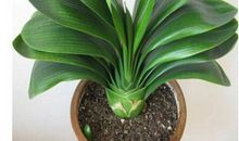 初三说明文：君子兰_800字