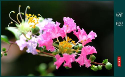 夏末伴花残