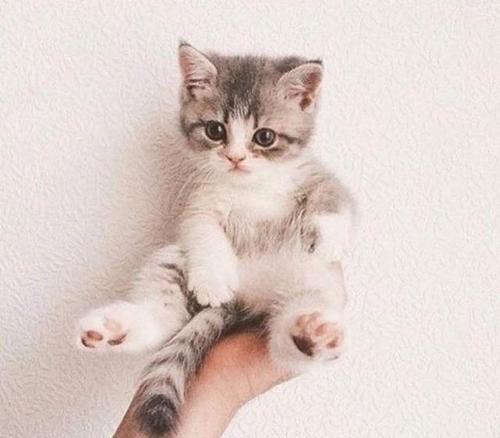 朋友家的猫