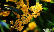 记忆中的桂花_600字