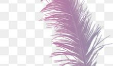 记忆翅膀的羽毛_400字